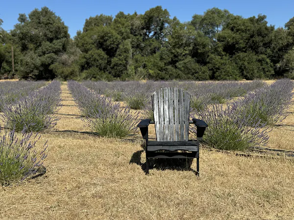 plant, sky, natural landscape, tree, land lot, outdoor bench