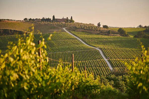 agriculture, plantation, rural area, field, plain, vineyard