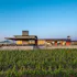 Ponzi Vineyards
