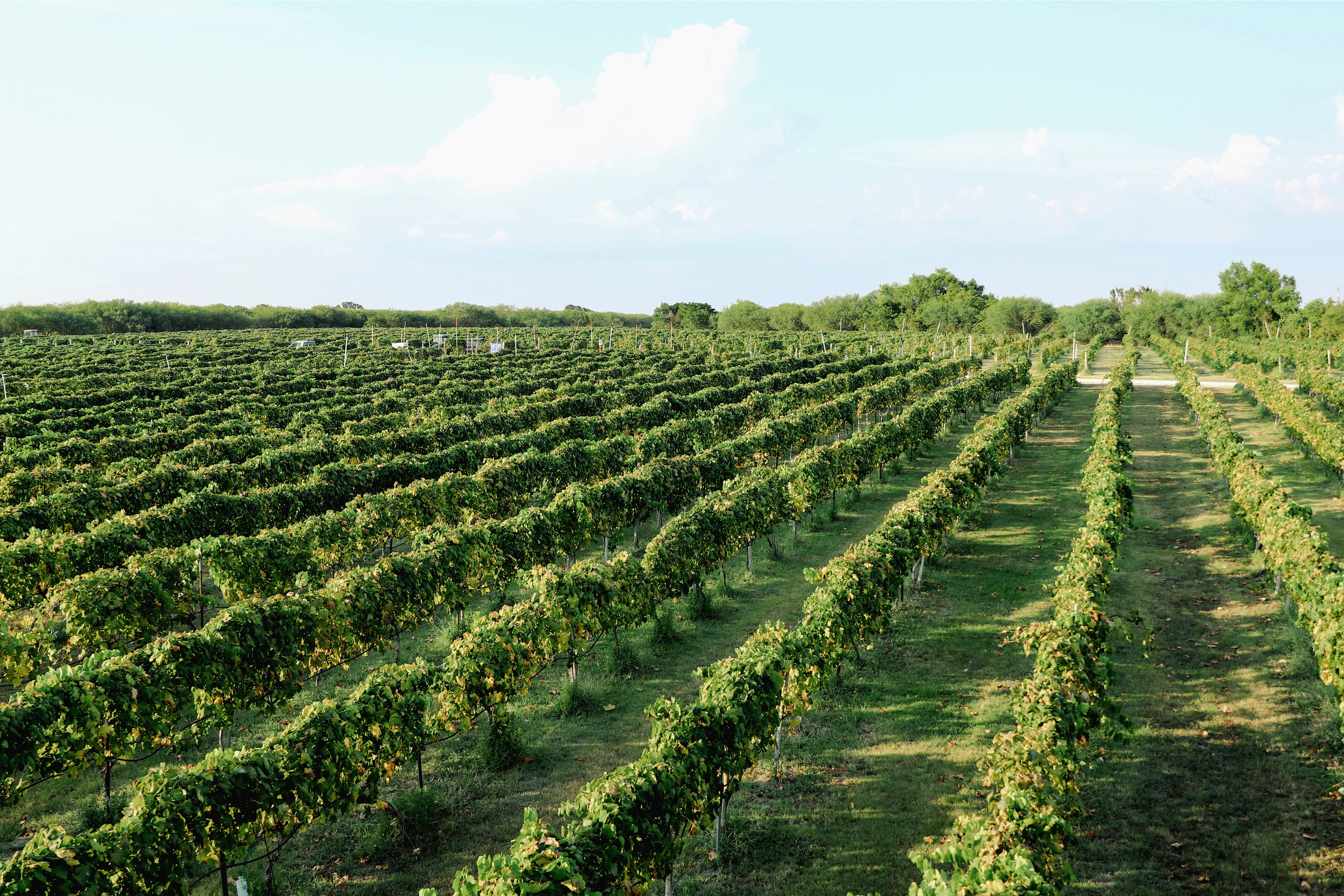 Messina Hof Estate Winery