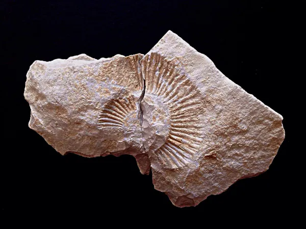 natural material, fossil