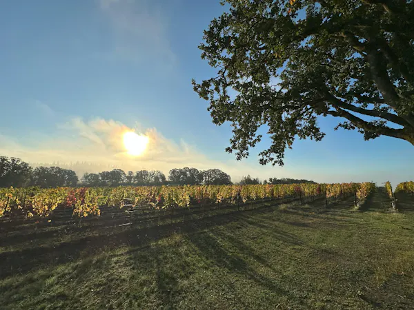 nature, leaf, yellow, horizon, plain, agriculture