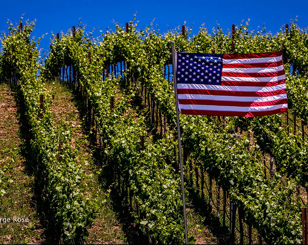summer, flag of the united states, agriculture, flag, flag day, vineyard