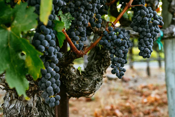 food, plant, fruit, seedless fruit, natural foods, branch