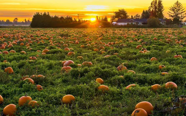 pumpkin, calabaza, yellow, winter squash, field, orange