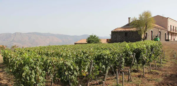 agriculture, plantation, vineyard, field, grapevines, crop