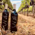 Majuscule Wine