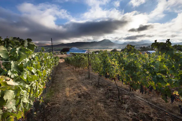 agriculture, sky, vineyard, crop, field, plant