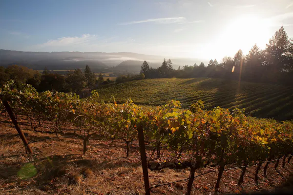 agriculture, plantation, sunlight, vineyard, field, evening