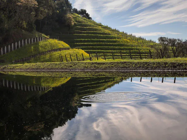 green, natural landscape, landscape, agriculture, reflection, plantation
