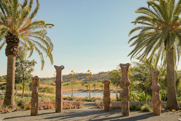 vegetation, landscape, palm trees, oasis, california palm