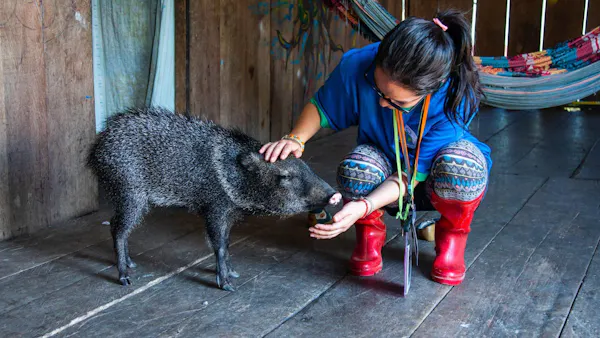 suidae, domestic pig, snout, wild boar, peccary, happiness