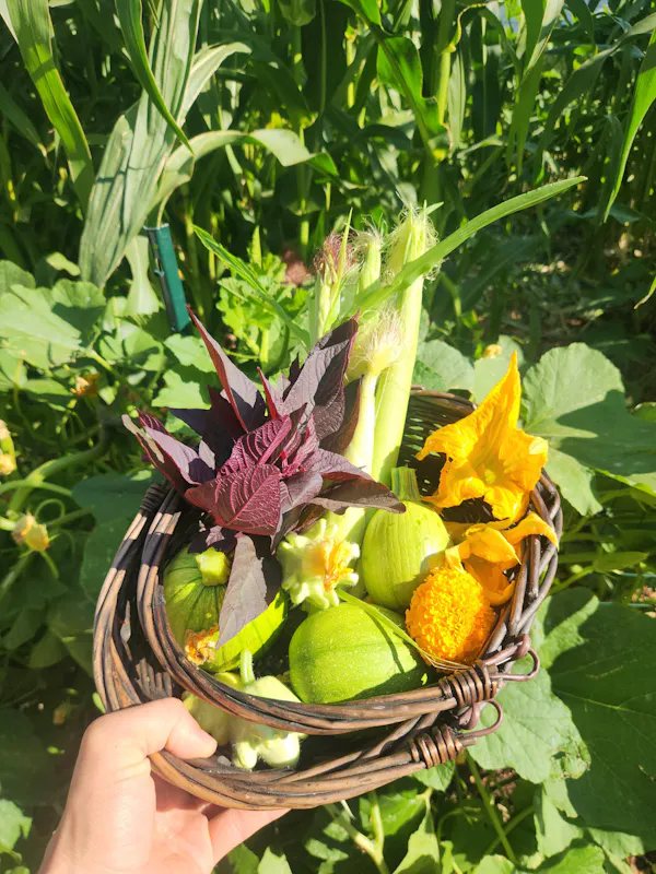 petal, garden, produce, floristry, squash, natural foods