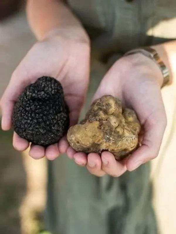 ingredient, truffle, food