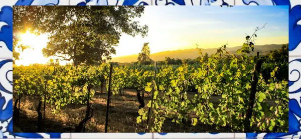agriculture, vineyard, grapes, plantation, grapevines, crop