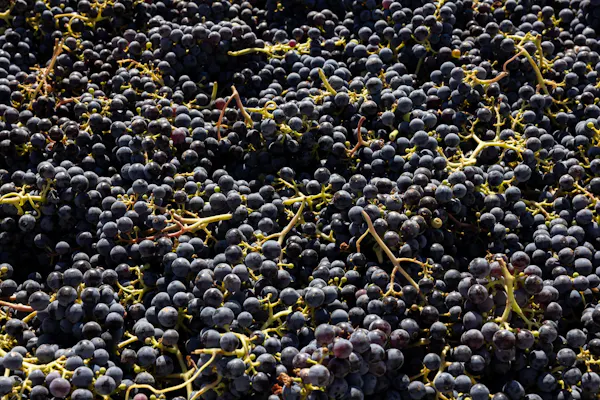 fruit, produce, food, seedless fruit, natural foods, fruit tree