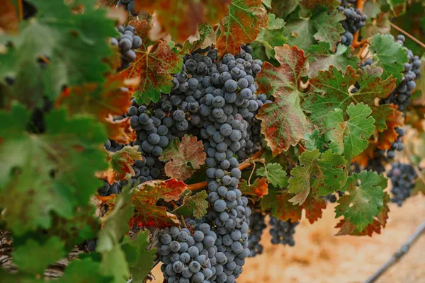 fruit, produce, seedless fruit, fruit tree, grape leaves, food