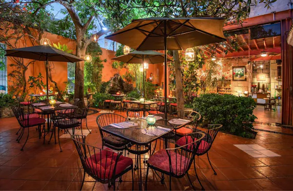 plant, table, furniture, chair, umbrella, tree