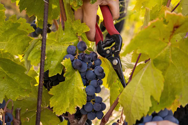 fruit, grape leaves, grapes, hand tool, grapevines, produce