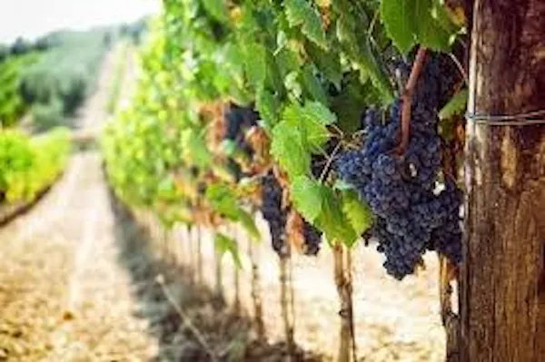 agriculture, grapes, plantation, vineyard, grape leaves, fruit