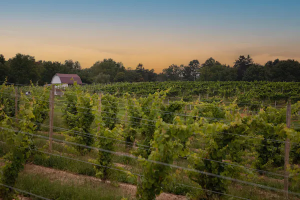 agriculture, plantation, field, sunlight, vineyard, crop