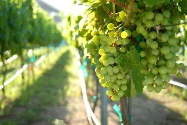 green, agriculture, plantation, vineyard, grapes, fruit