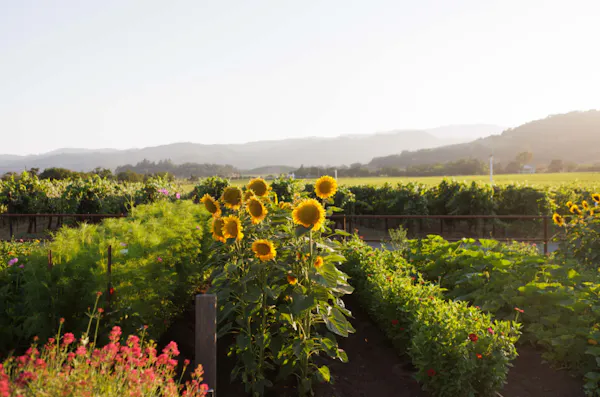 flower, agriculture, plantation, field, common sunflower, petal