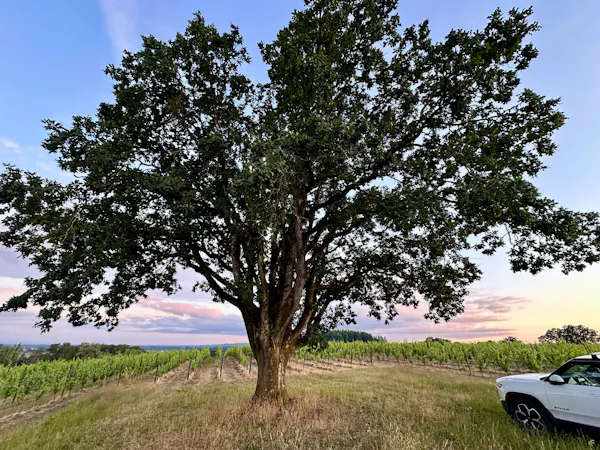 tree, plain, trunk, woody plant, savanna, field
