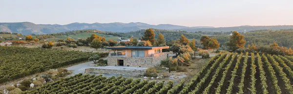agriculture, plantation, rural area, field, vineyard, estate