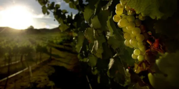 agriculture, vineyard, plantation, grapes, grapevines