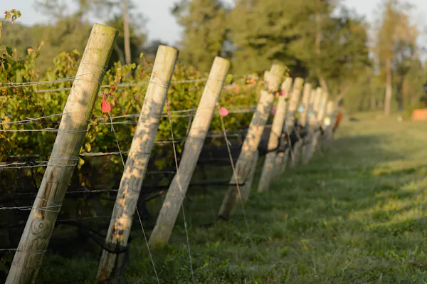 land lot, wire fencing, grasses, field, fence, agriculture
