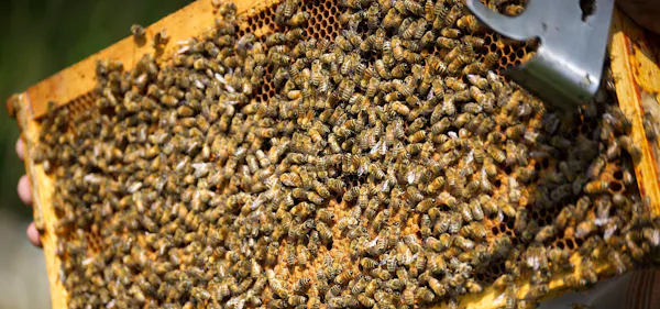 beehive, apiary, honeycomb, pollinator, arthropod, insect