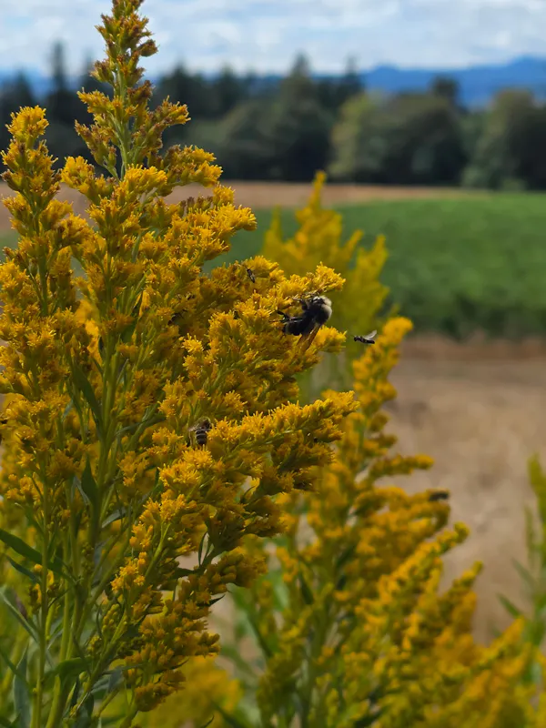 yellow, giant goldenrod, herbaceous plant, wildflower, forb