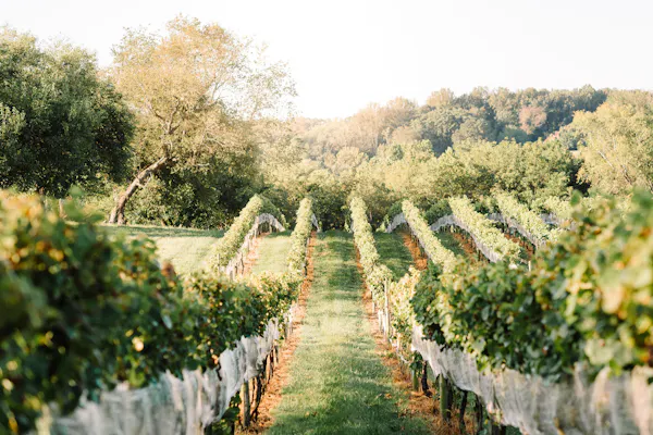 plantation, agriculture, vineyard, field, farm