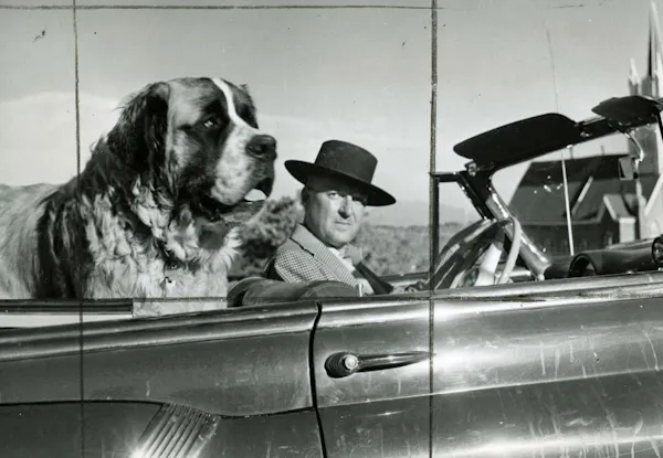 dog, carnivores, canidae, classic car