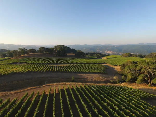 agriculture, field, vineyard, plantation, terrace, highland