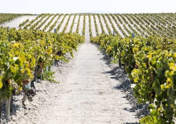 agriculture, plantation, field, crop, vineyard, grapes