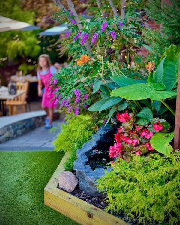 green, garden, shrub, groundcover, spring, landscaping