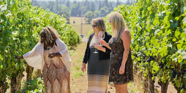 agriculture, people in nature, vineyard, plantation, grapevines, grapes