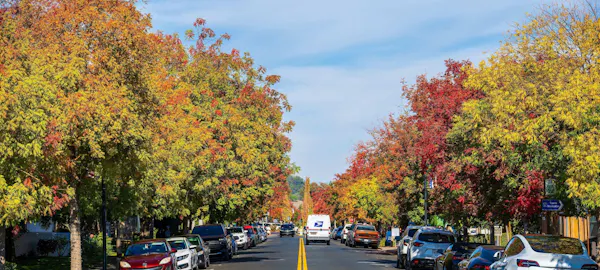 tree, motor vehicle, car, yellow, road surface, automotive exterior