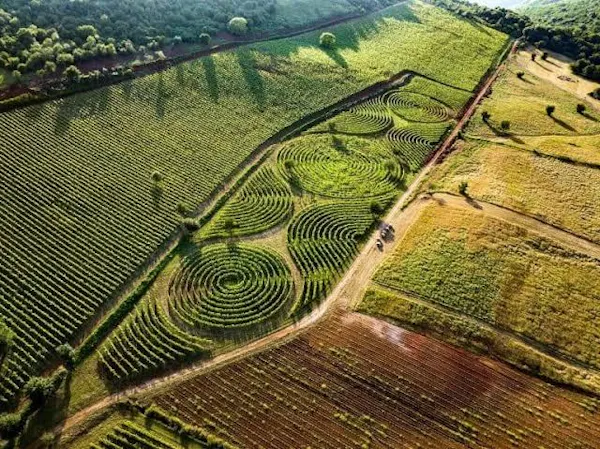 plantation, agriculture, field, crop, farm, maze