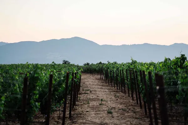 agriculture, hill, plantation, field, hill station, vineyard