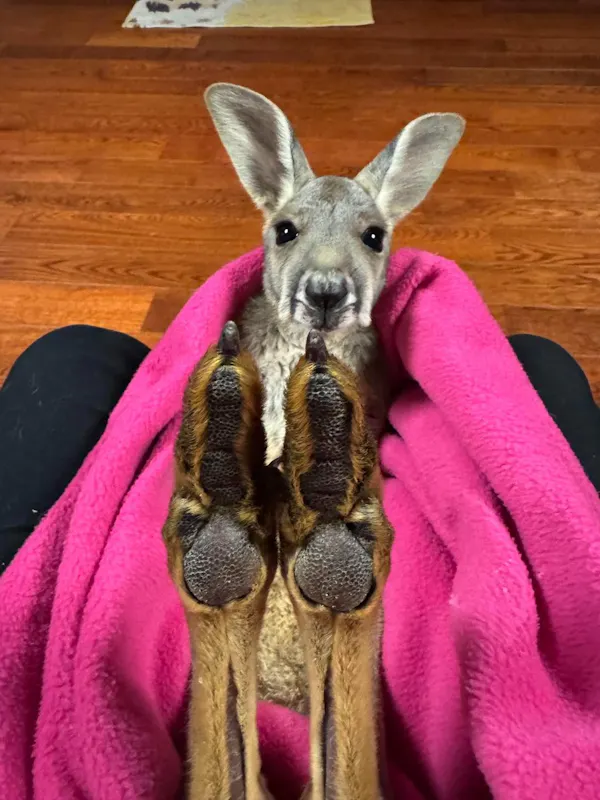 kangaroo, marsupial, macropods, snout, fur, eastern grey kangaroo