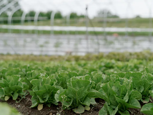 agriculture, plantation, field, crop, leaf vegetable, farm