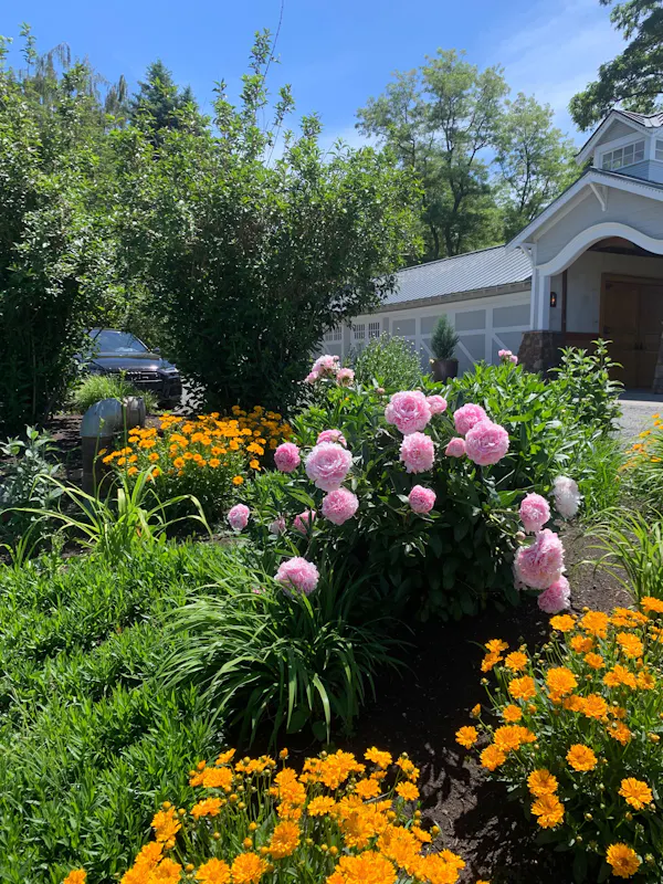 flower, plant, plant community, sky, building, botany