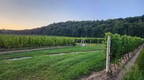 green, agriculture, plantation, land lot, field, rural area