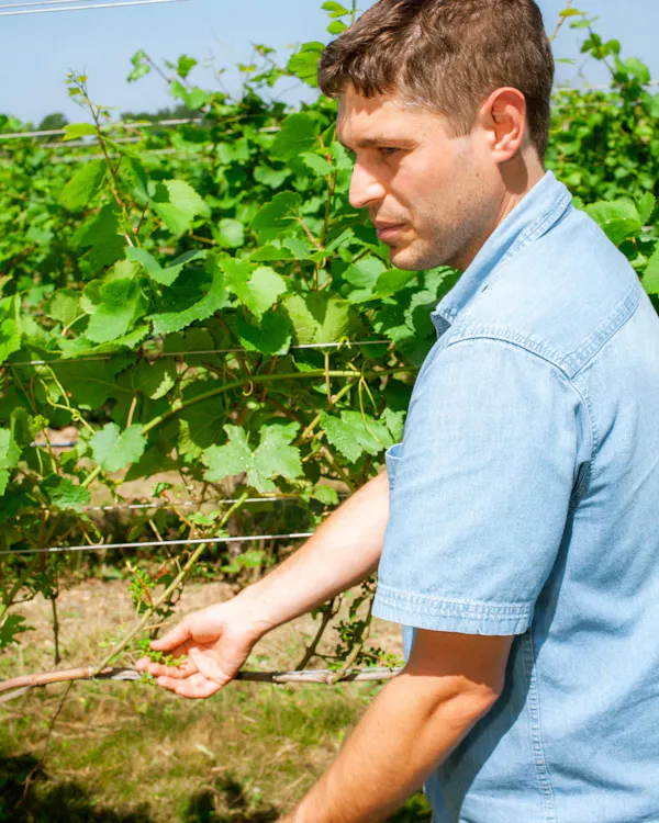 green, farmworker, agriculture, people in nature, plantation, soil