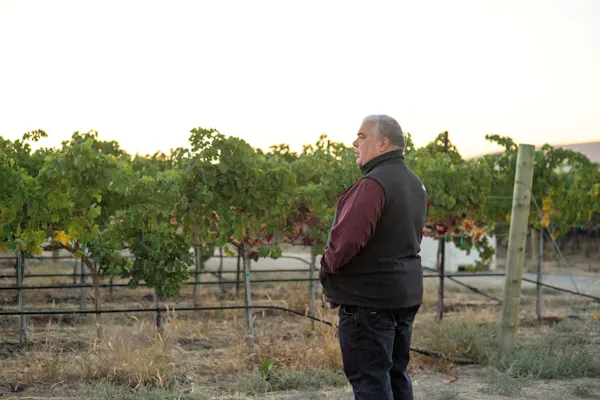 agriculture, soil, plantation, vineyard, grapes, grapevines