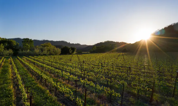 agriculture, plantation, plain, field, sunlight, vineyard