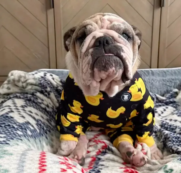 dog, dog clothes, puppy, carnivores, bulldog, snout